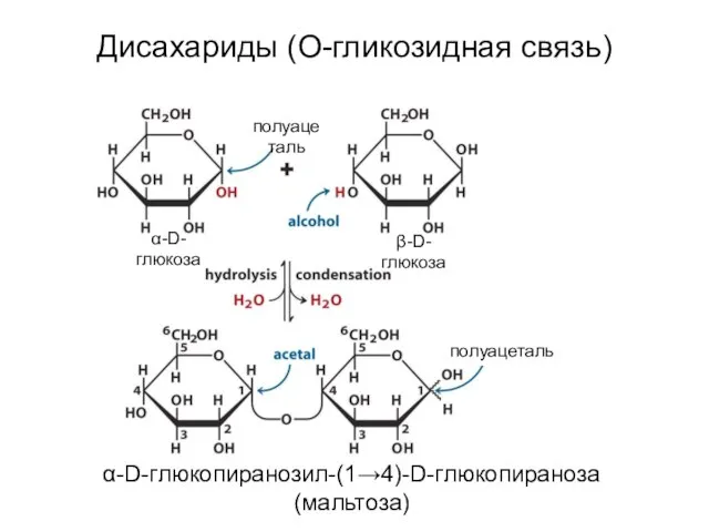 Дисахариды (О-гликозидная связь) α-D-глюкопиранозил-(1→4)-D-глюкопираноза (мальтоза) α-D-глюкоза β-D-глюкоза полуацеталь полуацеталь