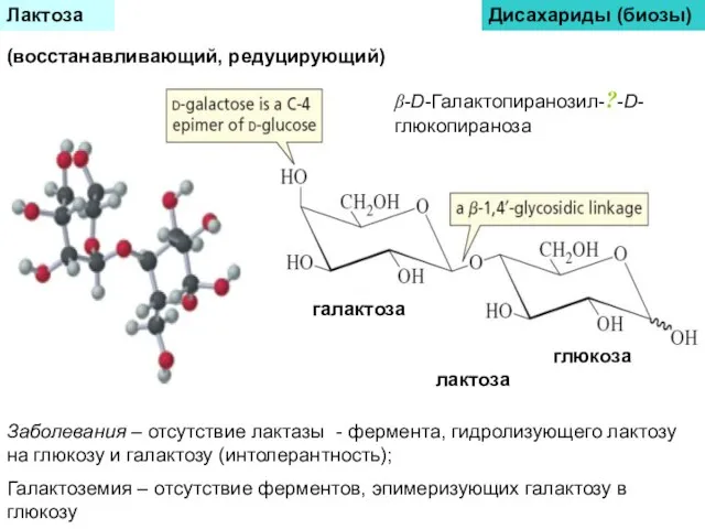 Лактоза Дисахариды (биозы) (восстанавливающий, редуцирующий) Заболевания – отсутствие лактазы - фермента, гидролизующего