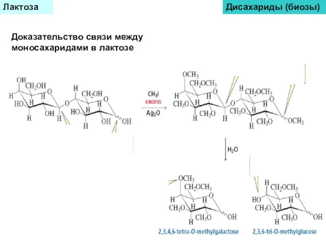 Лактоза Дисахариды (биозы) Доказательство связи между моносахаридами в лактозе