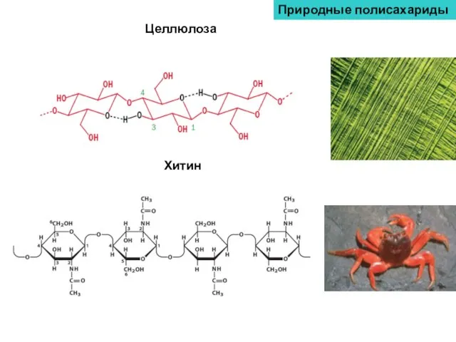 Целлюлоза Хитин Природные полисахариды