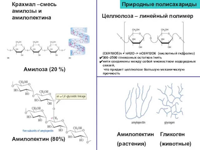Природные полисахариды Целлюлоза – линейный полимер Крахмал –смесь амилозы и амилопектина Амилопектин