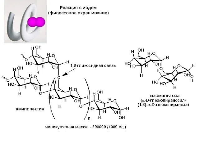 Реакция с иодом (фиолетовое окрашивание)
