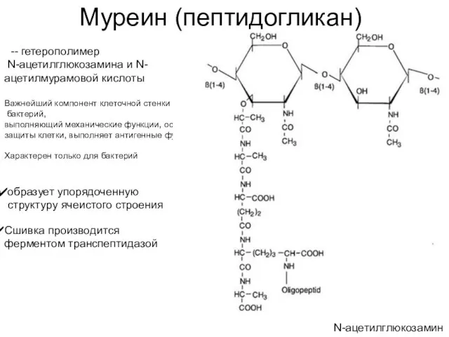 Сшивка производится ферментом транспептидазой Муреин (пептидогликан) N-ацетилглюкозамин -- гетерополимер N-ацетилглюкозамина и N-ацетилмурамовой