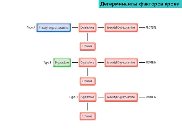 Детерминанты факторов крови