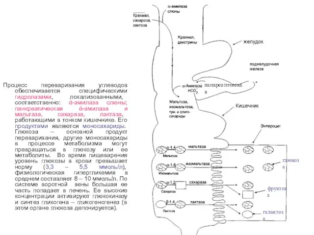 Процесс переваривания углеводов обеспечивается специфическими гидролазами, локализованными, соответственно: ά-амилаза слюны; панкреатическая ά-амилаза