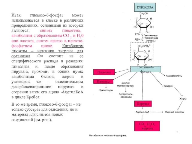 Итак, глюкозо-6-фосфат может использоваться в клетке в различных превращениях, основными из которых