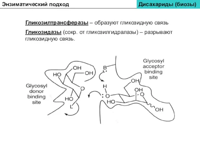 Дисахариды (биозы) Энзиматический подход Гликозилтрансферазы – образуют гликозидную связь Гликозидазы (сокр. от