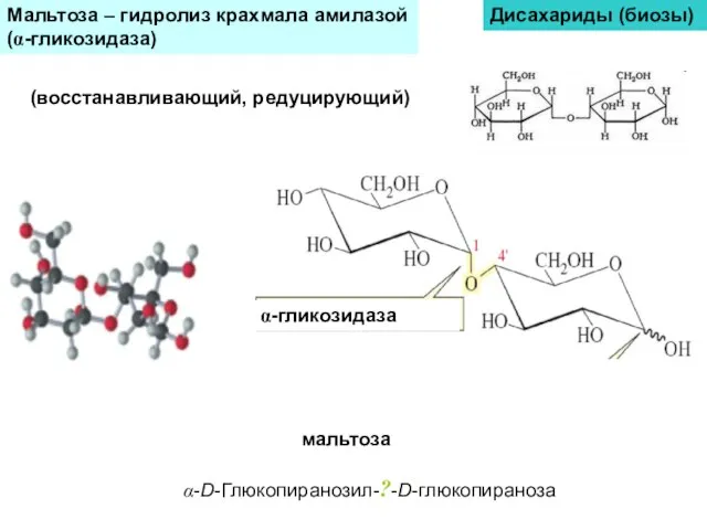 Мальтоза – гидролиз крахмала амилазой (α-гликозидаза) Дисахариды (биозы) (восстанавливающий, редуцирующий) мальтоза α-гликозидаза α-D-Глюкопиранозил-?-D-глюкопираноза
