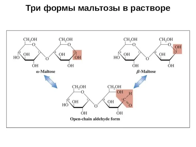 Три формы мальтозы в растворе