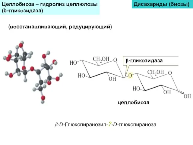 Целлобиоза – гидролиз целлюлозы (b-гликозидаза) Дисахариды (биозы) (восстанавливающий, редуцирующий) целлобиоза β-гликозидаза β-D-Глюкопиранозил-?-D-глюкопираноза