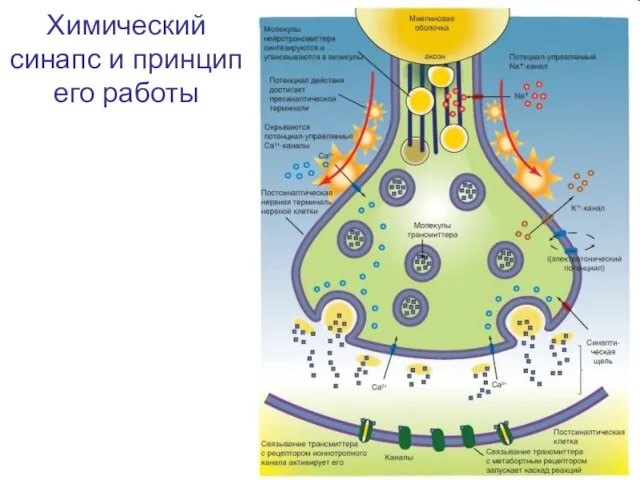 Химический синапс и принцип его работы