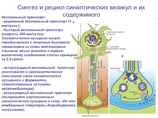 Синтез и рецикл синаптических везикул и их содержимого Аксональный транспорт: - медленный