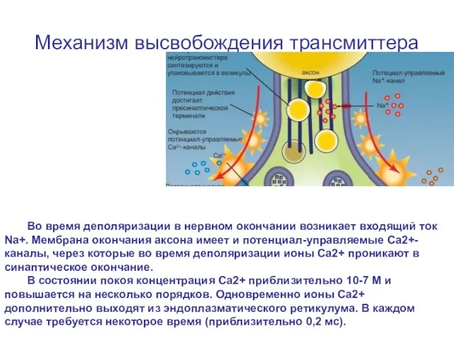 Механизм высвобождения трансмиттера Во время деполяризации в нервном окончании возникает входящий ток