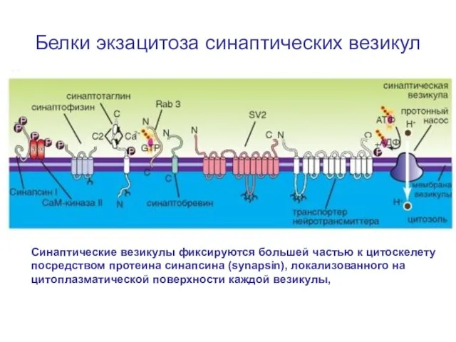 Белки экзацитоза синаптических везикул Синаптические везикулы фиксируются большей частью к цитоскелету посредством