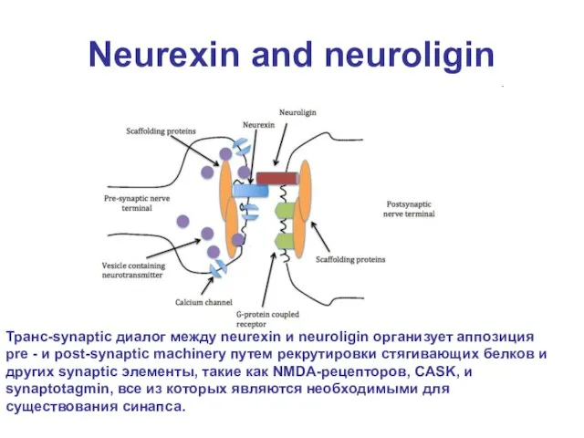 Neurexin and neuroligin Транс-synaptic диалог между neurexin и neuroligin организует аппозиция pre