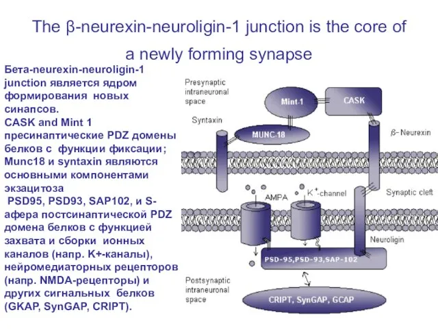 The β-neurexin-neuroligin-1 junction is the core of a newly forming synapse Бета-neurexin-neuroligin-1