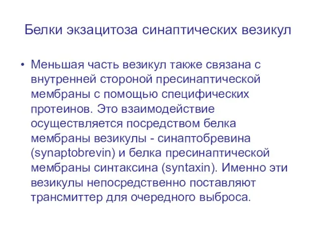 Белки экзацитоза синаптических везикул Меньшая часть везикул также связана с внутренней стороной