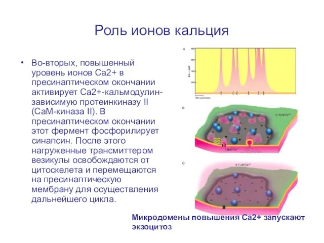 Роль ионов кальция Во-вторых, повышенный уровень ионов Ca2+ в пресинаптическом окончании активирует