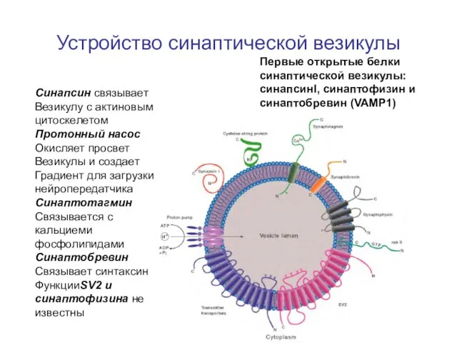 Устройство синаптической везикулы Первые открытые белки синаптической везикулы: синапсинI, синаптофизин и синаптобревин