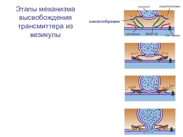 Этапы механизма высвобождения трансмиттера из везикулы синаптобревин