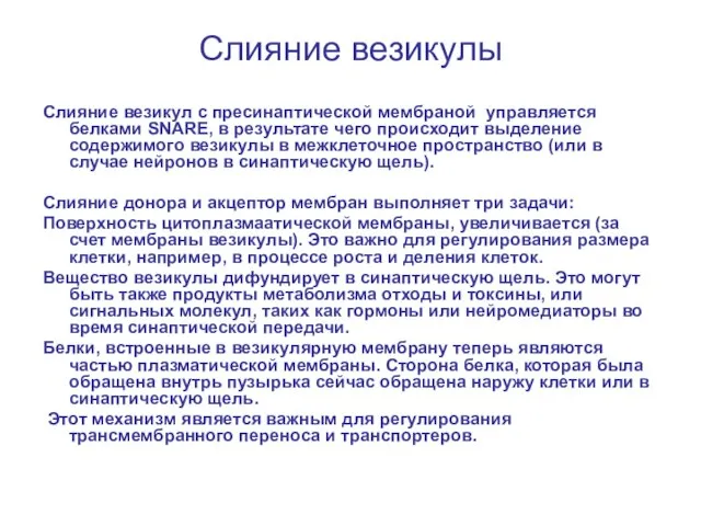 Слияние везикулы Слияние везикул с пресинаптической мембраной управляется белками SNARE, в результате