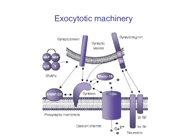 Exocytotic machinery