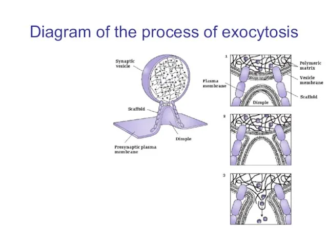 Diagram of the process of exocytosis