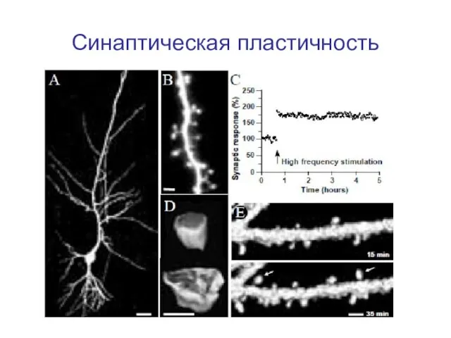 Синаптическая пластичность