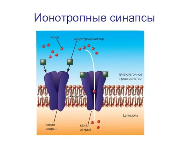 Ионотропные синапсы