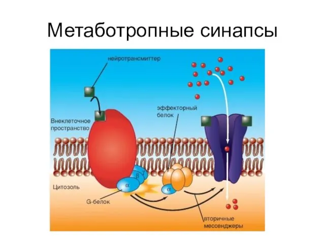 Метаботропные синапсы