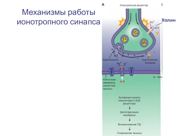 Механизмы работы ионотропного синапса Холин