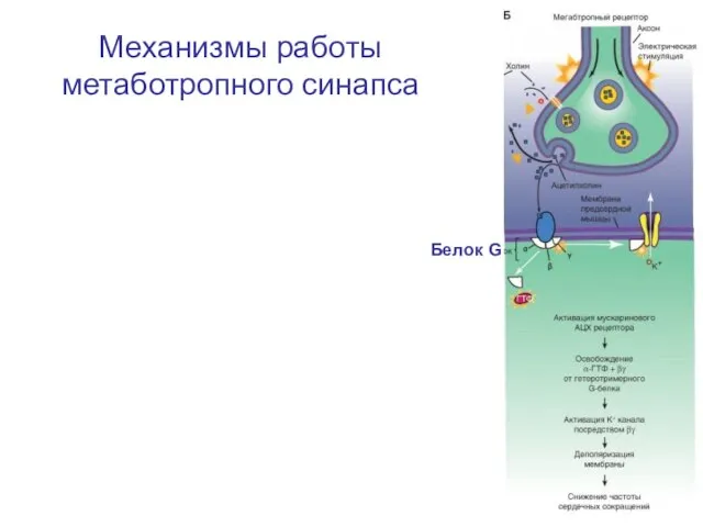 Механизмы работы метаботропного синапса Белок G