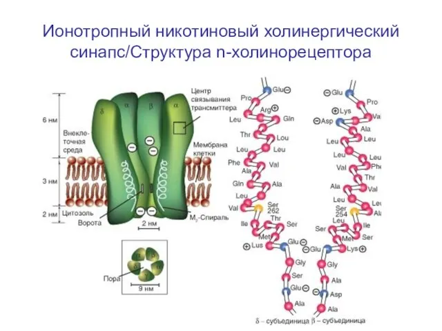 Ионотропный никотиновый холинергический синапс/Структура n-холинорецептора