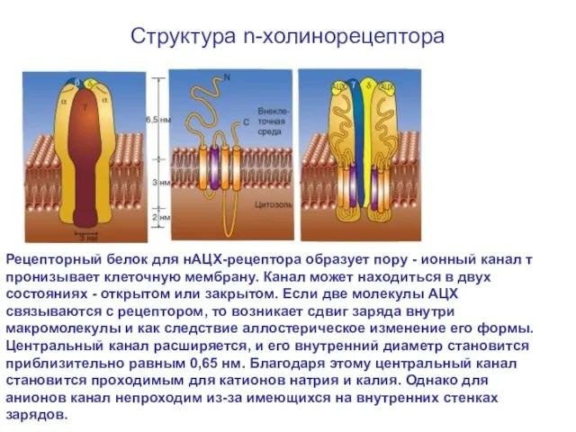 Структура n-холинорецептора Рецепторный белок для нАЦХ-рецептора образует пору - ионный канал т