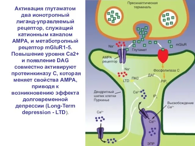 Активация глутаматом два ионотропный лиганд-управляемый рецептор, служащий катионным каналом AMPA, и метаботропный