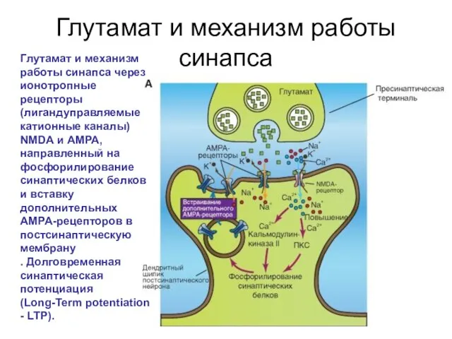 Глутамат и механизм работы синапса Глутамат и механизм работы синапса через ионотропные