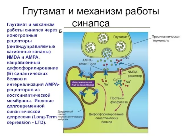 Глутамат и механизм работы синапса Глутамат и механизм работы синапса через ионотропные