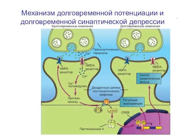 Механизм долговременной потенциации и долговременной синаптической депрессии