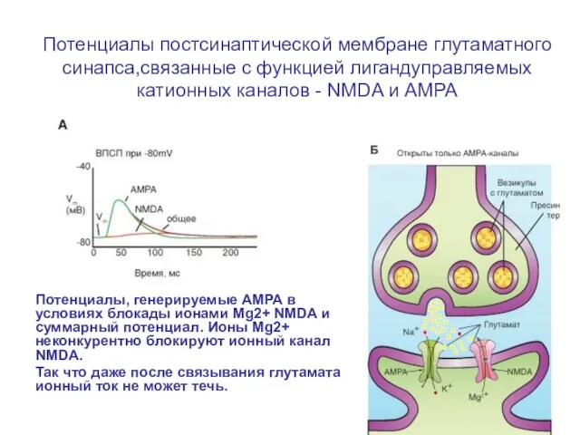 Потенциалы постсинаптической мембране глутаматного синапса,связанные с функцией лигандуправляемых катионных каналов - NMDA