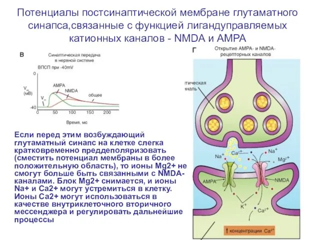 Потенциалы постсинаптической мембране глутаматного синапса,связанные с функцией лигандуправляемых катионных каналов - NMDA