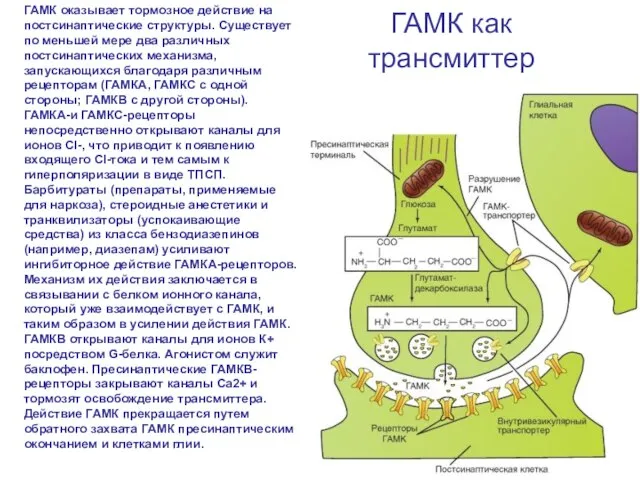 ГАМК как трансмиттер ГАМК оказывает тормозное действие на постсинаптические структуры. Существует по