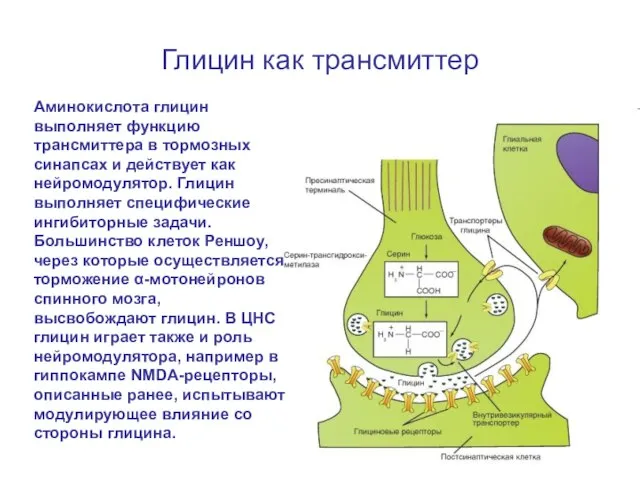 Глицин как трансмиттер Аминокислота глицин выполняет функцию трансмиттера в тормозных синапсах и