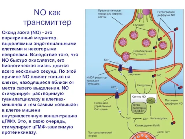 NO как трансмиттер Оксид азота (NO) - это паракринный медиатор, выделяемый эндотелиальными