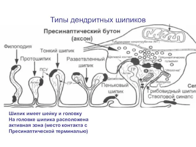 Типы дендритных шипиков Шипик имеет шейку и головку На головке шипика расположена