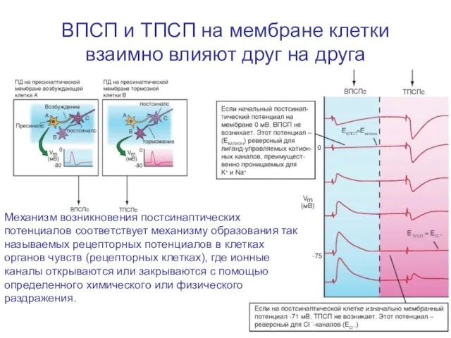 ВПСП и ТПСП на мембране клетки взаимно влияют друг на друга Механизм