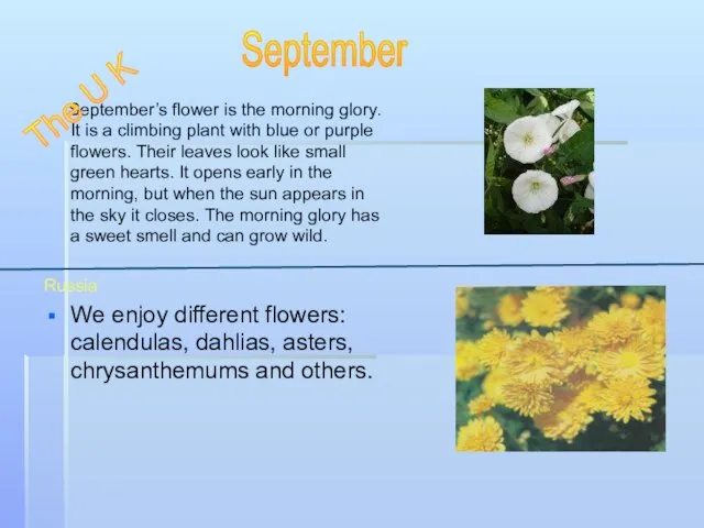 September’s flower is the morning glory. It is a climbing plant with