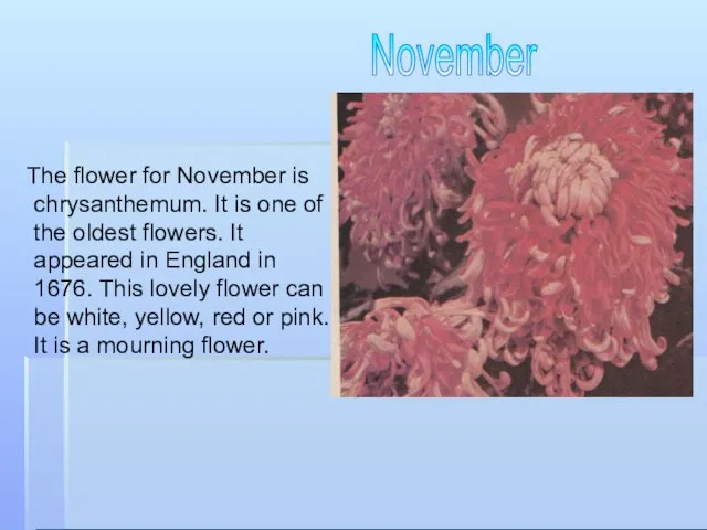 The flower for November is chrysanthemum. It is one of the oldest