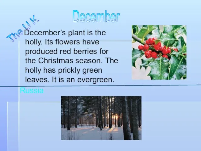 December’s plant is the holly. Its flowers have produced red berries for