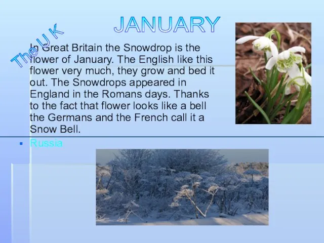 In Great Britain the Snowdrop is the flower of January. The English