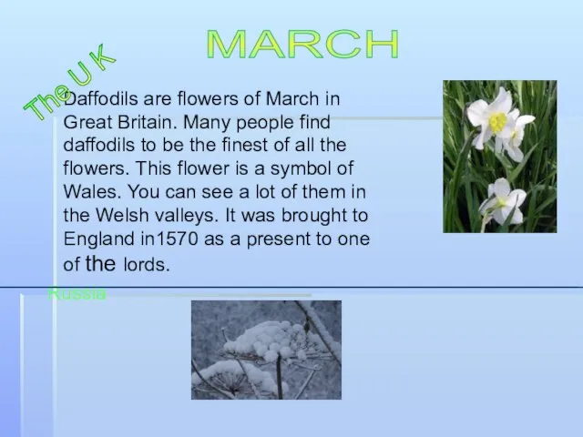 Daffodils are flowers of March in Great Britain. Many people find daffodils